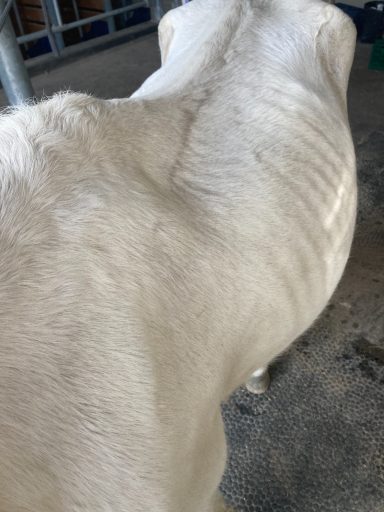 Rocket 2023 abgemagert